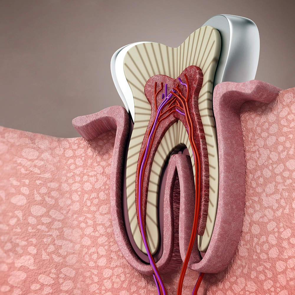 3D illustration showing a close-up microscopic view of a tooth root with a highlighted blood vessel inside the gum tissue.