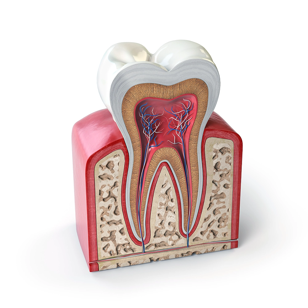 3D illustration showing a detailed cross-section of a tooth with highlighted areas showing nerves and blood supply within the tooth structure.